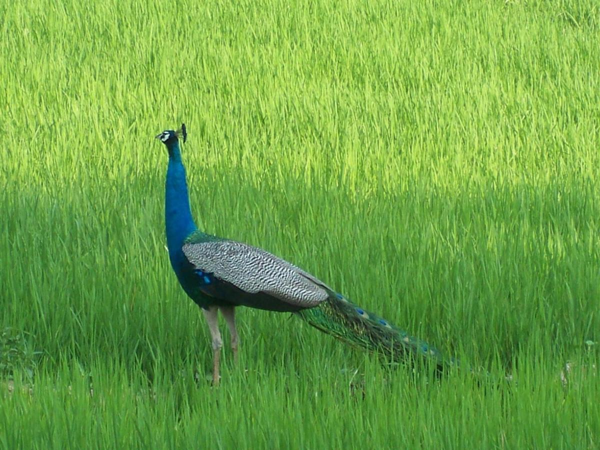 The Green View Yala Tissamaharama Buitenkant foto